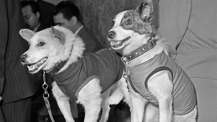 Собаки-космонавты Белка и Стрелка, совершившие орбитальный космический полет и вернувшиеся на Землю невредимыми